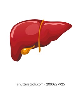 Liver icon isolated on white background. Colorful human organ cartoon vector illustration. Human anatomy for medical, science or healthcare designs. Flat style.
