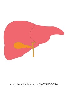 liver icon. logo flat. meditsyna