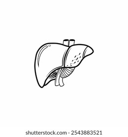 Liver icon. Liver silhouette vector icon isolated on white background. human liver medical icon. 