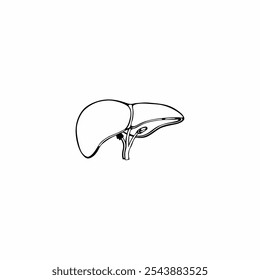 Liver icon. Liver silhouette vector icon isolated on white background. human liver medical icon. 