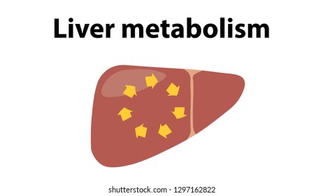 Liver icon vector design