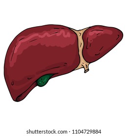 Liver icon. Vector illustration of a human liver. Hand drawn human liver and gallbladder. Gall bladder.