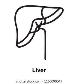 Liver icon vector isolated on white background, Liver transparent sign , line and outline elements in linear style