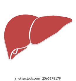 liver icon with white background