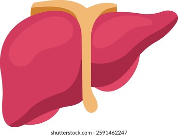 Liver illustration with isolated background  