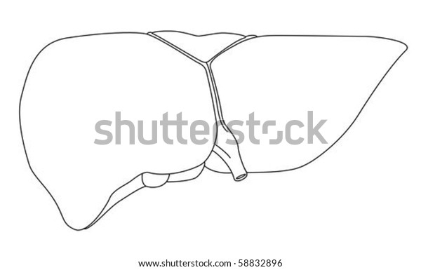 Liver Illustration Isolated On White Background Stock Vector (Royalty ...