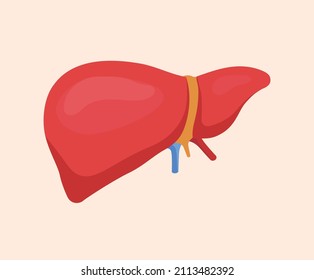 Liver Illustration Set. Human, Body Vector Drawing. Hand Drawn Style.