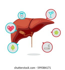 liver info graphic vector illustration