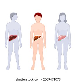 Liver Infographics. Human Anatomy. Silhouette Of A Child, Adult Man And Woman With Illuminated Liver. Liver Disease. Easy To Edit. Vector Illustration For Your Design Of  Banner, And Poster