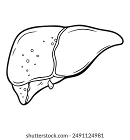 Hígado. Órganos internos. Icono sobre fondo blanco. Una línea