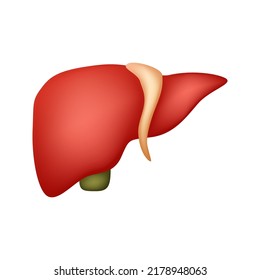 Liver isolated on white background