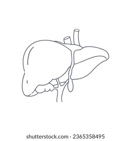 liver line art anatomy structure. Vector hepatic system organ, digestive gallbladder organ. Human liver for medical drugs, pharmacy and education design.