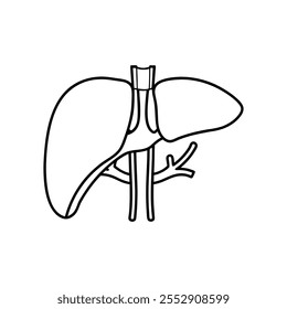 Liver  line part Vector illustration on white background.