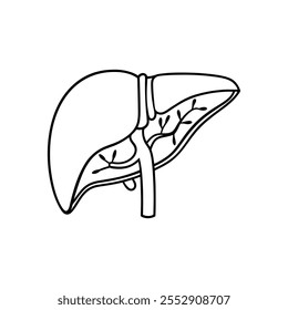 Liver  line part Vector illustration on white background.