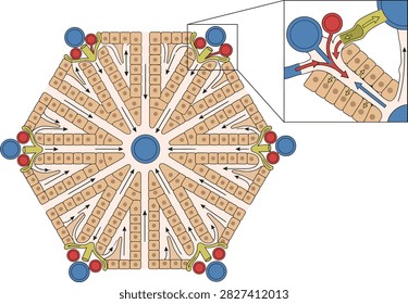Liver lobule functional unit anatomical diagram with microscopic histology physiology metabolism function structure education research illustration biological internal clinical hepatocytes