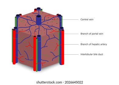 Liver lobules hexagonal shape with branch of potal vein, branch of hepatic artery and interlobular bile duct. Digestive organ. Medical education.