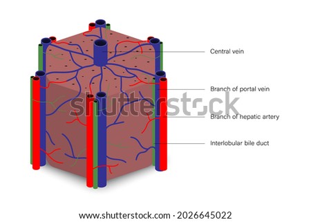 Liver lobules hexagonal shape with branch of potal vein, branch of hepatic artery and interlobular bile duct. Digestive organ. Medical education. Stock photo © 