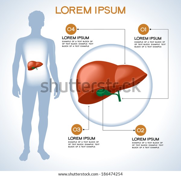 Leber Moderne Medizinische Infografiken Interne Organe Stock Vektorgrafik Lizenzfrei 186474254