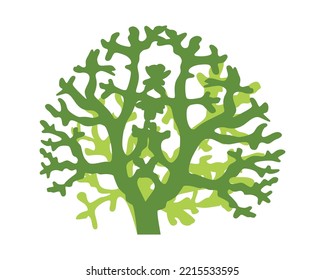 Liver moss pelia Monosolenium tenerumcustic of green aquarium moss