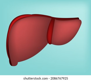 A liver organ of body. Medical concept. Vector illustration.