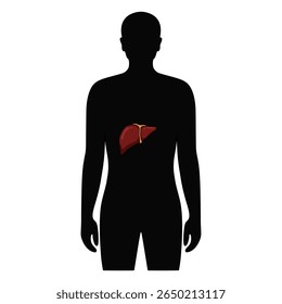Órgão hepático no corpo humano. Ilustração do fígado no corpo masculino. Design vetorial para cartaz médico, doador, ícone e educação