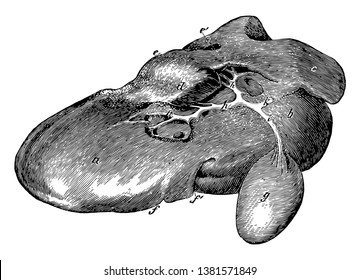 Liver of an Ox where left lobe and right lobe are present, vintage line drawing or engraving illustration.