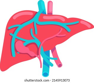 Liver semi flat color vector object. Internal organ. Full sized item on white. Check liver functions. Human organ anatomy. Simple cartoon style illustration for web graphic design and animation