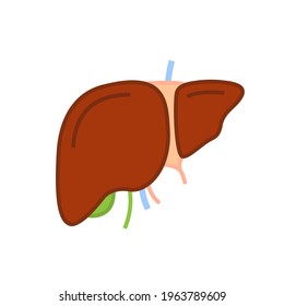 Liver sign. Internal organ pictogram. Icon for medical design. Medicine concept. Health care element. Editable vector illustration in modern style isolated on a white background