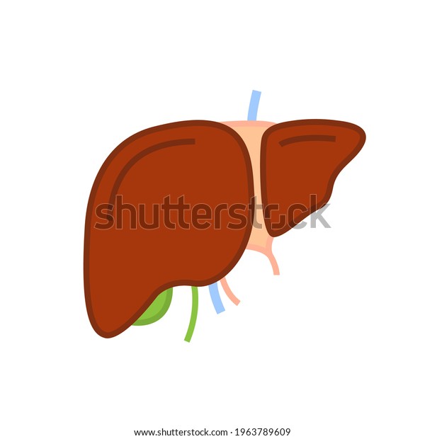 Liver Sign Internal Organ Pictogram Icon Stock Vector (Royalty Free ...