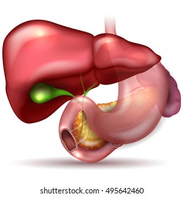 Liver, Stomach, Pancreas, Gallbladder And Spleen Detailed Anatomy Drawing On A White Background