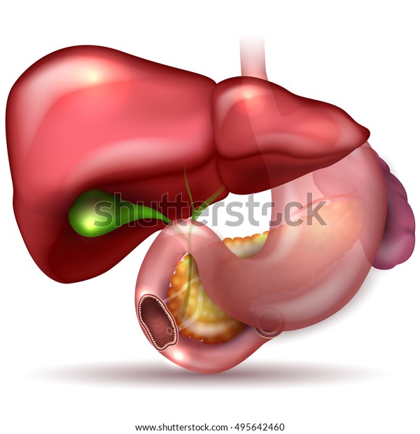 Liver Stomach Pancreas Gallbladder Spleen Detailed Stock Vector ...