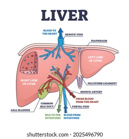 Liver structure and anatomical organ function explanation outline diagram. Educational labeled description about blood filtration, detoxification and regulation vector illustration. Inner flow scheme.
