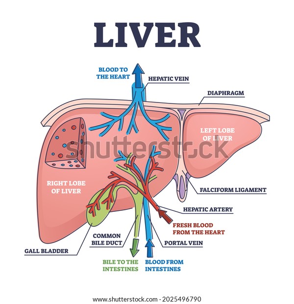 간 구조와 해부학적 기관의 기능 개요 스톡 벡터(로열티 프리) 2025496790 | Shutterstock