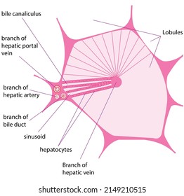 Lebergewebe und hepatische fibro-gene Zellen