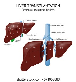 Liver transplantation. segmental anatomy of the liver and blood supply. Human anatomy
