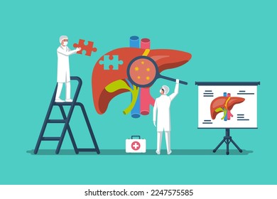 Tratamiento hepático. Los médicos estudian los órganos internos del hígado y la vesícula biliar, el conducto hepático. Estructura del órgano interno. Diseño plano de ilustración vectorial. Aislado sobre fondo blanco.