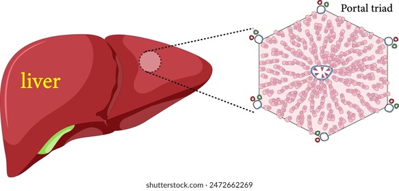 The Liver vascular anatomy.Vector illustration
