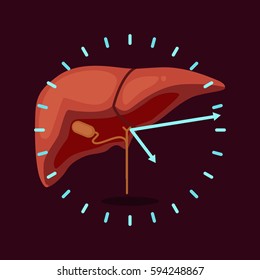 liver vector illustration