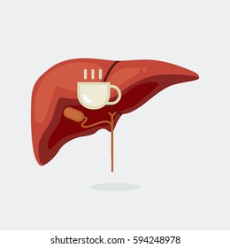 liver vector illustration