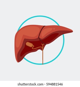 Liver Vector Illustration Stock Vector (Royalty Free) 594881546 ...