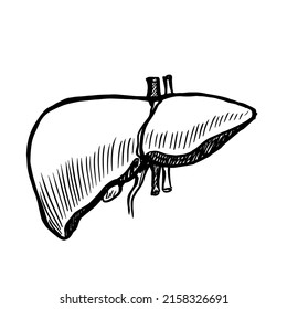 Liver vector illustration isolated on white background