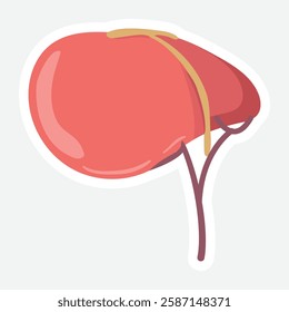 Liver Vector Sticker - Anatomical Illustration. Detailed vector illustration of the liver. Perfect for medical, health, and educational materials