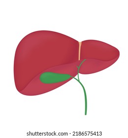 Liver without pointers. Vector illustration