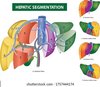 Liverhepatic Segmentation Liver Anatomy Human Stock Vector (Royalty ...