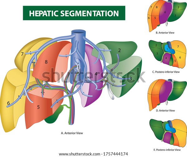 Liverhepatic Segmentation Liver Anatomy Human Stock Vector (Royalty ...