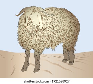 livestock animals like sheep and goat male and female