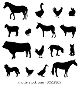 Livestock and poultry