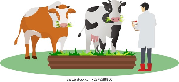 livestock vet inspecting livestock in farm field vector illustration, Veterinary checking on his cattle in the dairy farm, modern doctor in agriculture industry