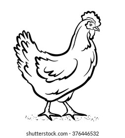 Living Chicken Vector Illustration in Black and White