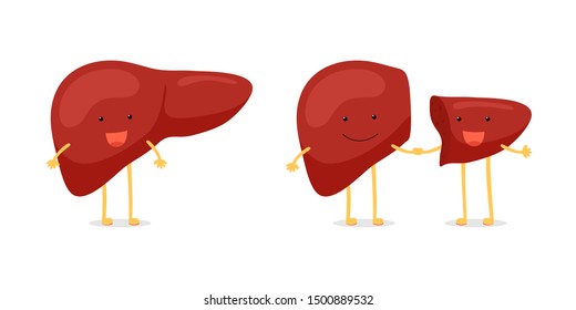 Living donor right lobe liver transplantation. Cute cartoon anatomy character set. Human exocrine gland organ transplant operation concept. Vector flat illustration